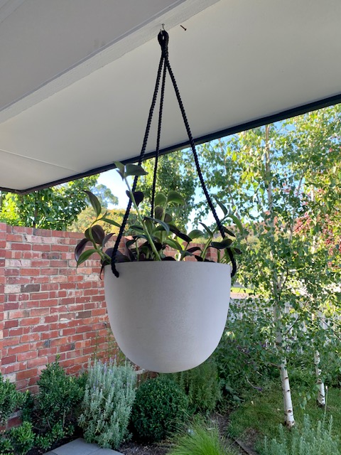 White Bonnie Hanging Basket